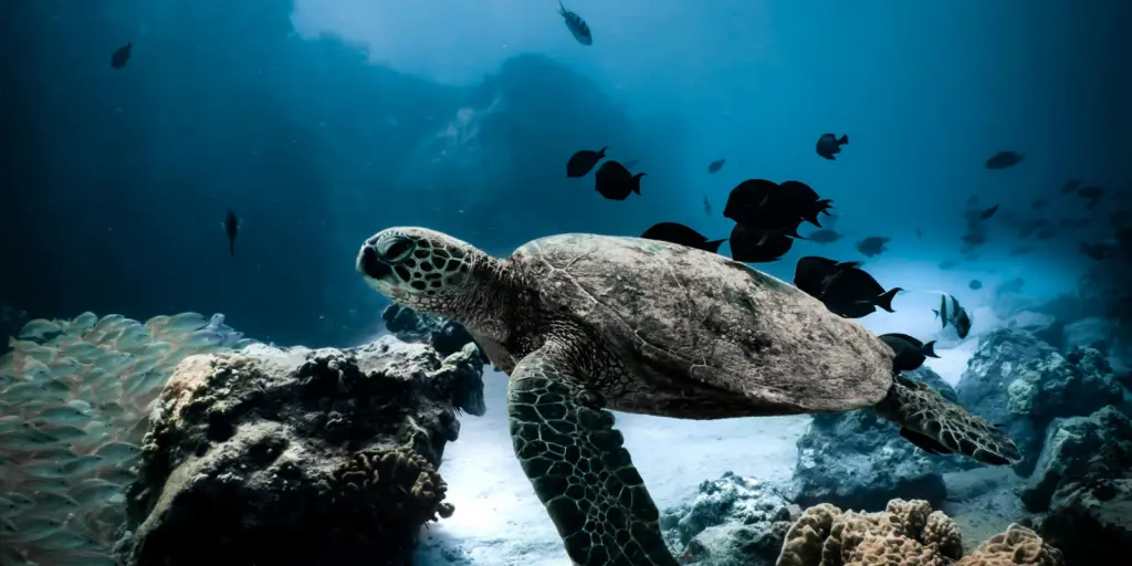 A sea turtle swimming in the Galapagos Islands
